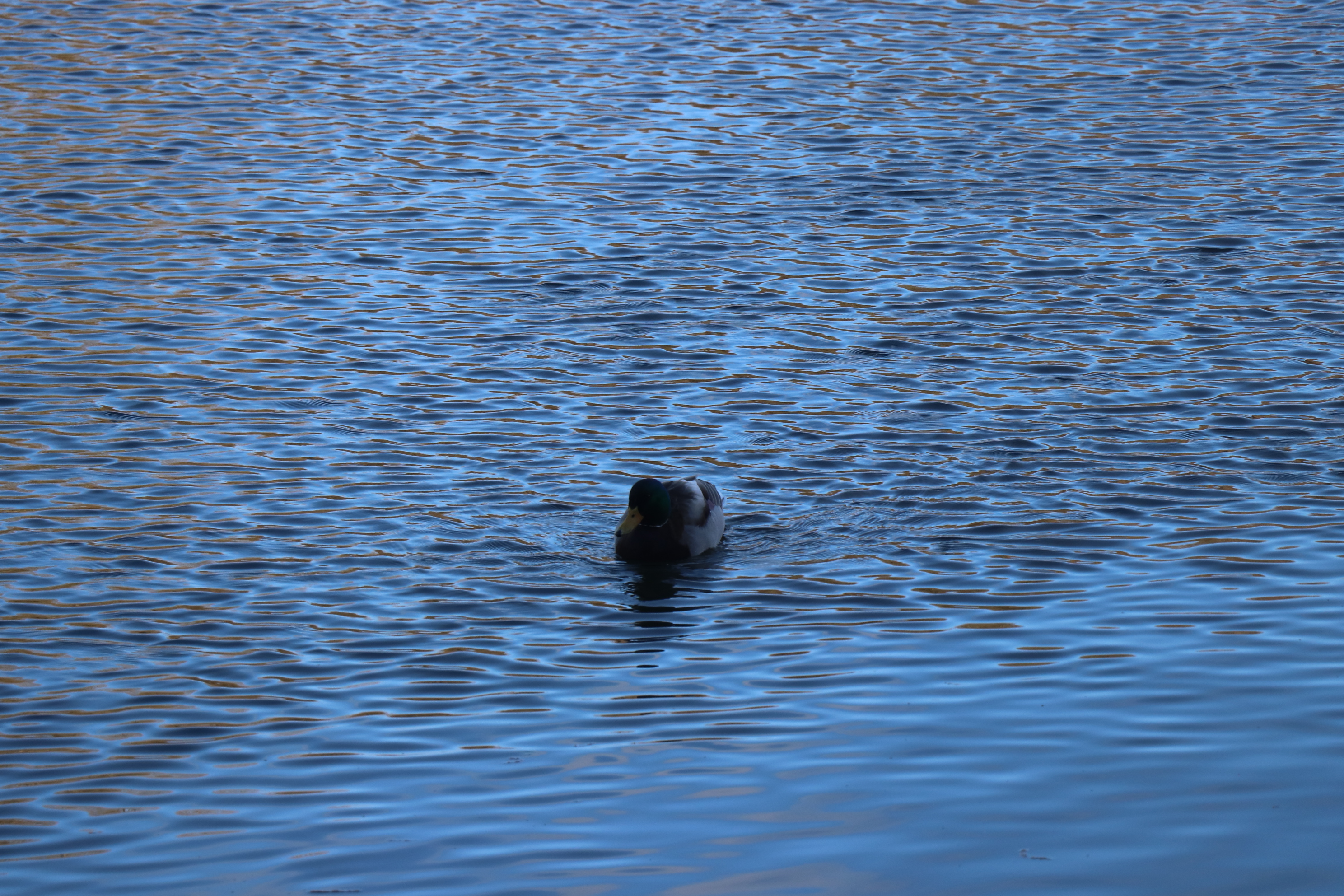canard